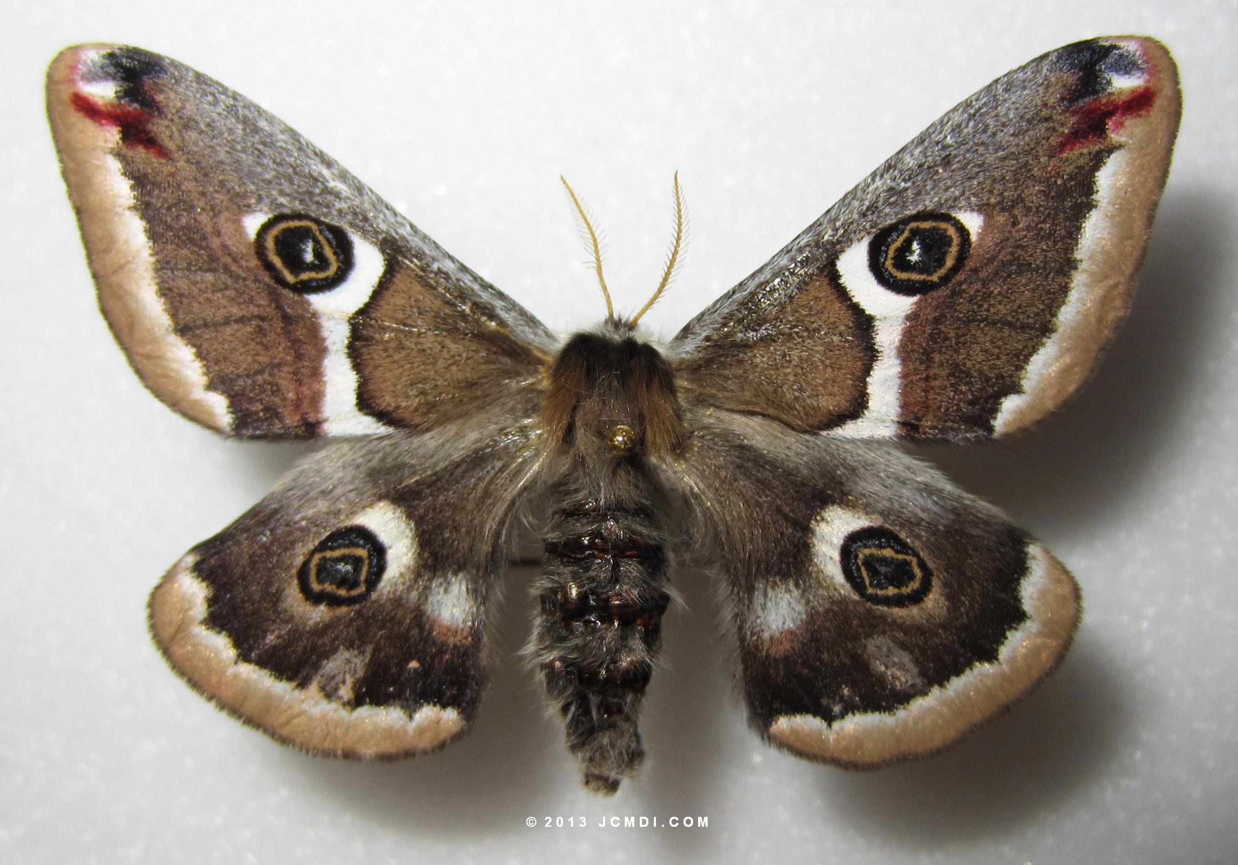 Saturnia albofasciata female (stripes)
